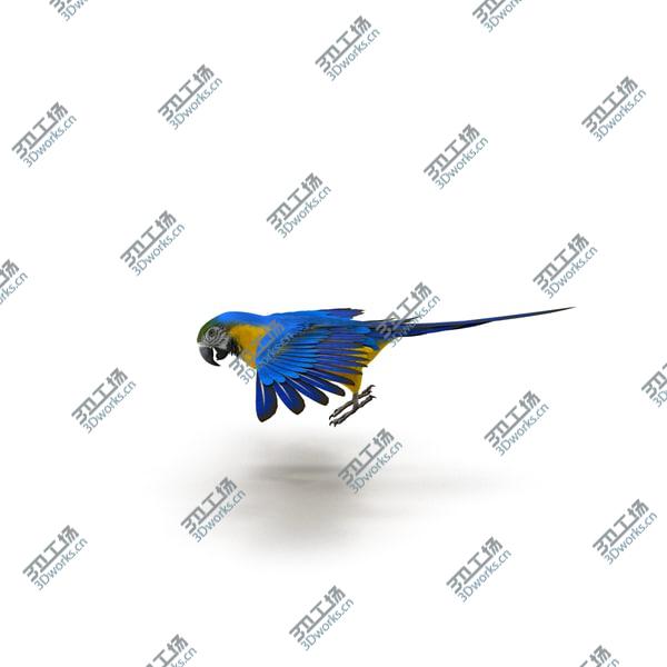images/goods_img/20210312/Blue and Gold Macaw Rigged/3.jpg